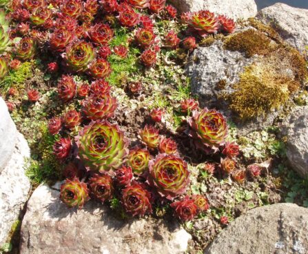 947_1602_Sempervivum_7_R.JPG