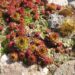 947_1602_Sempervivum_7_R.JPG