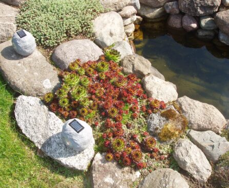 947_1603_Sempervivum_R.JPG