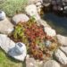 947_1603_Sempervivum_R.JPG