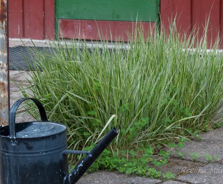 Calamagrostis x acutiflora `Overdam` teravaõieline kastik.JPG