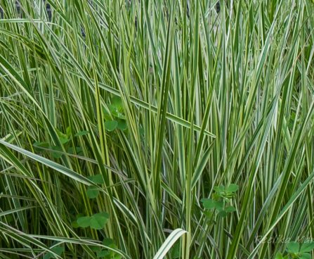 Calamagrostis x acutiflora `Overdam` teravaõieline kastik.JPG