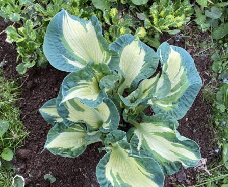 Hosta `Golden Meadows` Angeliina Deniz