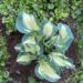 Hosta `Golden Meadows` Angeliina Deniz