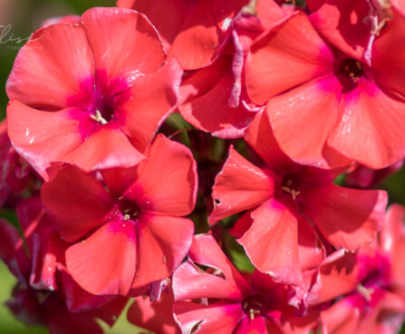 981_9234_Phlox_paniculata_Orange_Perfection.JPG