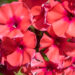 981_9234_Phlox_paniculata_Orange_Perfection.JPG