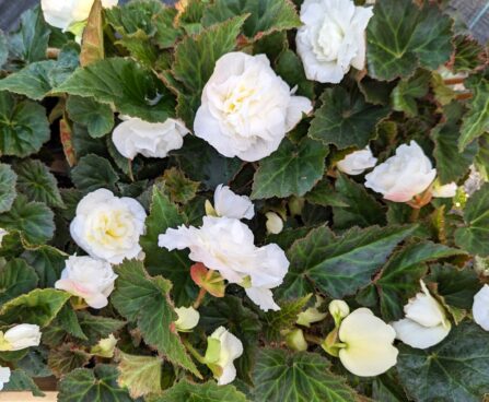 Begonia tuberhybrida `Fortune White` mugulbegoonia