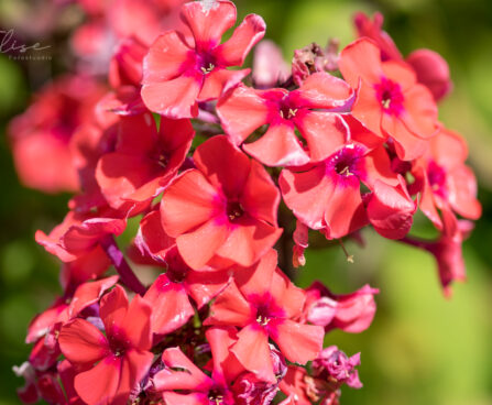 981_9235_Phlox_paniculata_Orange_Perfection_2.JPG