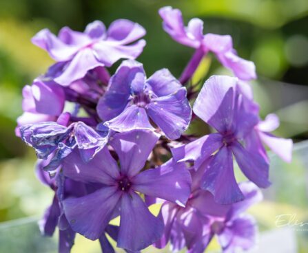 983_10421_Phlox_paniculata_Blue_Paradise_aed-leeklill.jpg