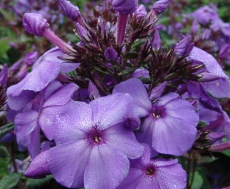 983_7237_Phlox_paniculata_Blue_ParadisePhoto_Darwinplants.jpg