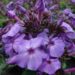 983_7237_Phlox_paniculata_Blue_ParadisePhoto_Darwinplants.jpg