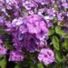 983_7238_Phlox_paniculata_Blue_Paradise1Photo_Darwinplants.jpg