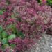 986_4618_Sedum_cauticola_Robustum.jpg