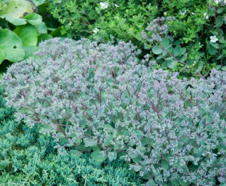 986_4619_Sedum_cauticola_Robustum.jpg