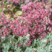 986_9231_Sedum_cauticolum_Robustum_.JPG