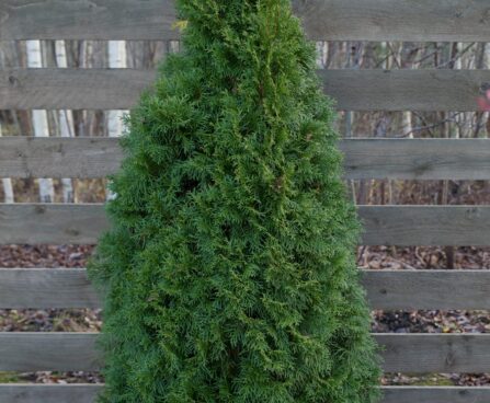 1006_6606_Thuja_occidentalis_Smaragd.JPG