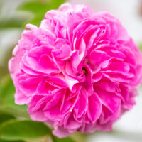 Rosa × damascena `Blush Damask` damaskuse roos (1)