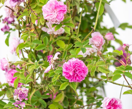 Rosa × damascena `Blush Damask` damaskuse roos (2)