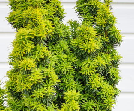 Taxus baccata `David` harilik jugapuu (1)