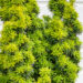 Taxus baccata `David` harilik jugapuu (1)
