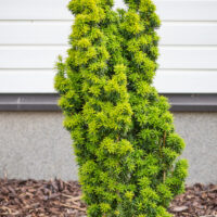 Taxus baccata `David` harilik jugapuu (2)