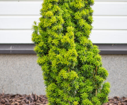 Taxus baccata `David` harilik jugapuu (2)