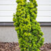 Taxus baccata `David` harilik jugapuu (2)