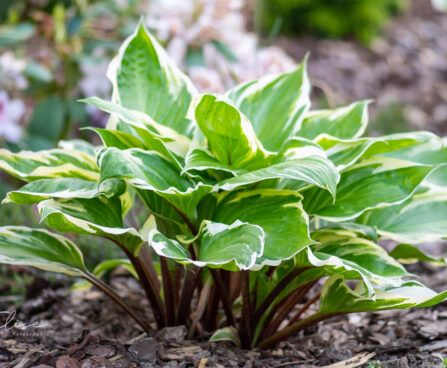 Hosta `Sorbet`