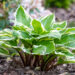 Hosta `Sorbet`