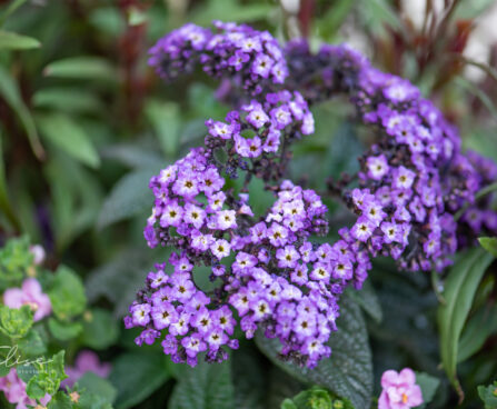 Heliotropium arborescens heliotroop (1)