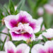 Calibrachoa `Sweetbells Double Pink Bicolor` puispetuunia