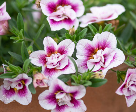 Calibrachoa `Sweetbells Double Pink Bicolor` puispetuunia
