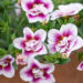 Calibrachoa `Sweetbells Double Pink Bicolor` puispetuunia