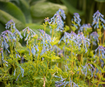 Corydalis `Graigton Blue` lõokannus (1)