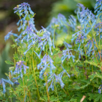 Corydalis `Graigton Blue` lõokannus (3)
