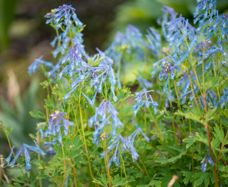 Corydalis `Graigton Blue` lõokannus (3)