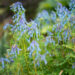 Corydalis `Graigton Blue` lõokannus (3)