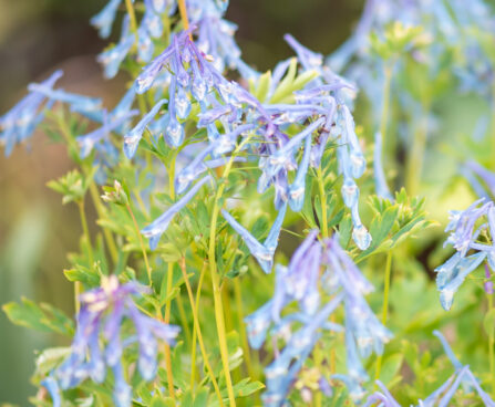 Corydalis `Graigton Blue` lõokannus (4)