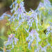 Corydalis `Graigton Blue` lõokannus (4)