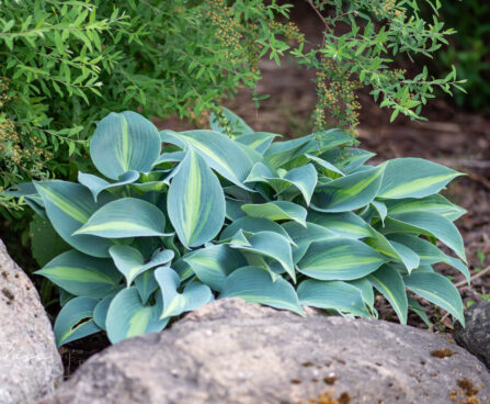 Hosta `Catherine`