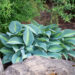 Hosta `Catherine`