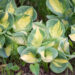 Hosta `Popcorn`