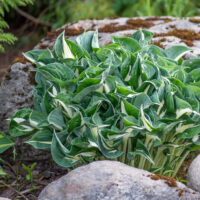 Hosta `Whirlwind`