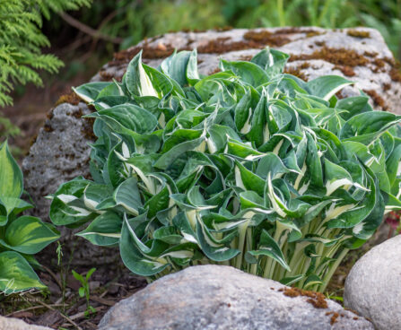 Hosta `Whirlwind`