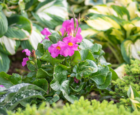 Incarvillea delavayi inkarvillea (1)