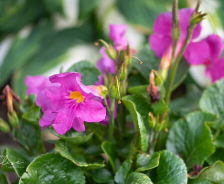 Incarvillea delavayi inkarvillea (2)