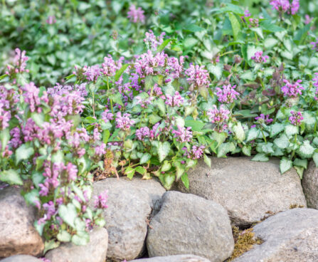 Lamium galeobdolon `Beacon Silver` koldnõges