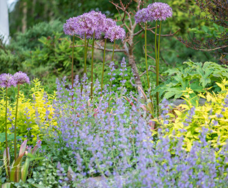 Nepeta faassenii `Kit Cat` naistenõges