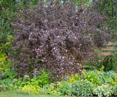 Physocarpus opulifolius `Diabolo` põis-enelas