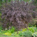 Physocarpus opulifolius `Diabolo` põis-enelas